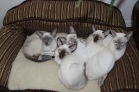 Kittens lounging